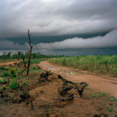 Opens popup gallery with Trees charred from land clearing stand beside fields of sugarcane planted by Addax Bioenergy to produce sugarcane and biofuel for export to the european union. Masethele, Bombali District, Sierra Leone.
