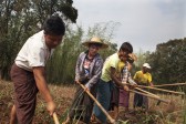 Opens popup gallery with Farmers till the land in Milethouk village, Shan State.  