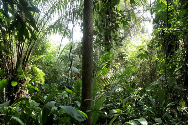 OP-ED: Why Planetary Survival Will Depend on Environmental Justice