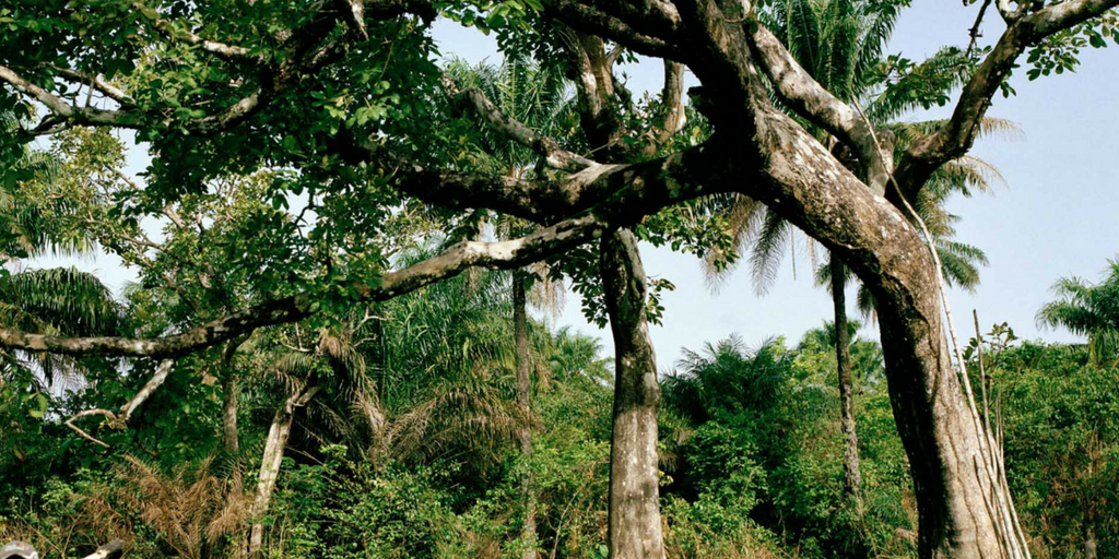 Annihilation By Deforestation; How The Pursuit Of Short Term “Gain” Will Be The Death Of A Country